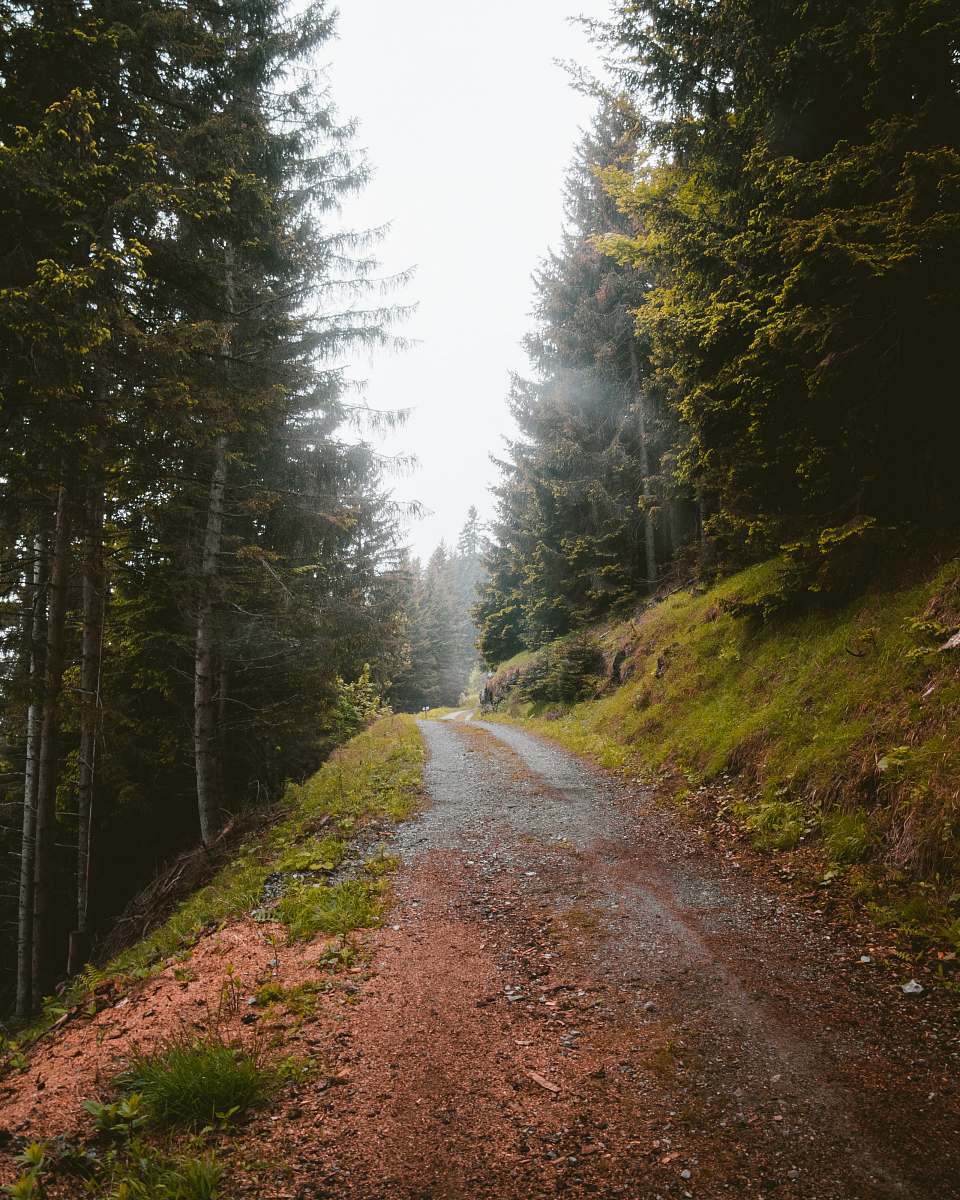 dirt road road in forest gravel